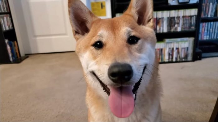 A AGDQ 2024 vai receber o primeiro cachorro Speedrunner do mundo
