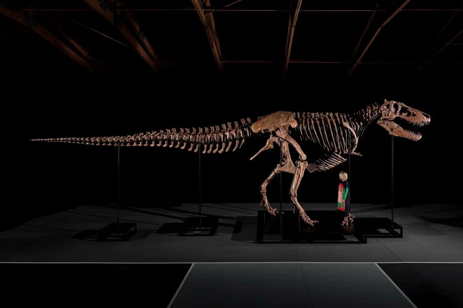 T-Rex Gus é vendido por US$ 50,1 milhões e bate recorde em leilão da Sotheby’s